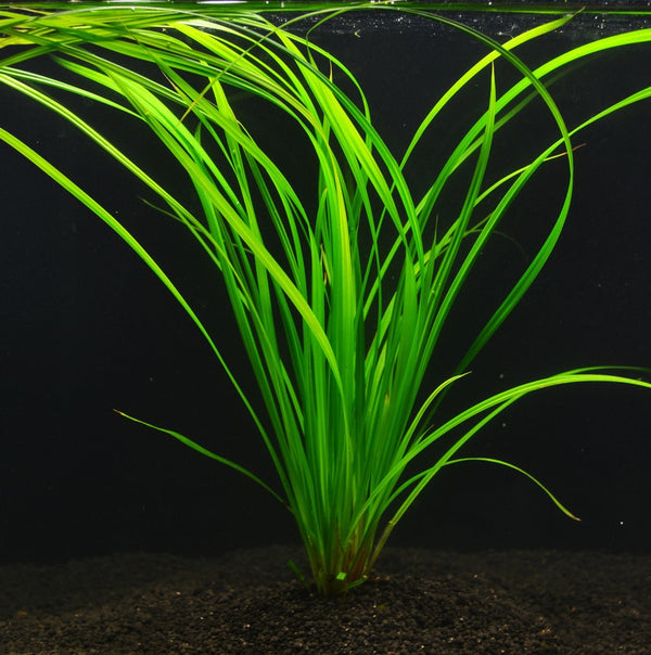 CYPERUS HELFERI
