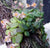 Dockrillia lichenastrum (prenticei) 'Minimum'