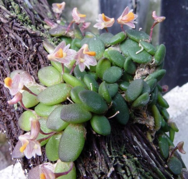 Dockrillia lichenastrum (prenticei) 'Minimum'