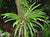 HELECHO ELPHOGLOSSUM EXIMIUN