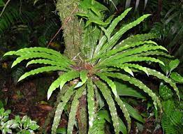 HELECHO ELPHOGLOSSUM EXIMIUN