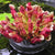Sarracenia purpurea