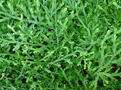 SELAGINELLA SERPENS