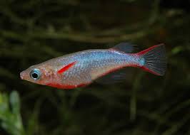 Oryzias Woworae