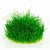 ELEOCHARIS PARVULA IN VITRO