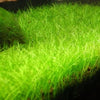ELEOCHARIS MINIMA