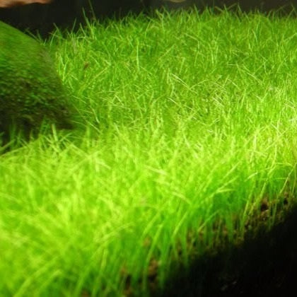 ELEOCHARIS MINIMA