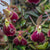 ORQUÍDEA EPIDENDRUM PORPAX