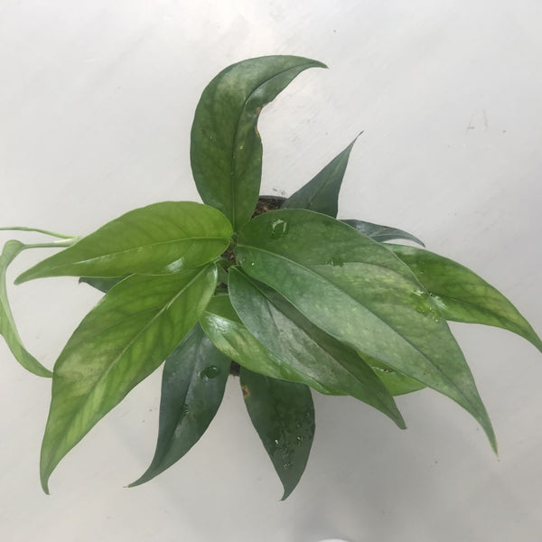 EPIPREMNUM PINNATUM