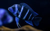 Cyphotilapia Frontosa 14cm