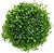 GLOSSOSTIGMA ELATINOIDES IN VITRO