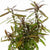 HYGROPHYLA LANCEA "SP ARAGUAIA" IN VITRO