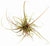 ECHINODORUS TENELLUS IN VITRO