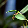 ORQUIDEA Lepanthes teretipetala