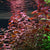 LUDWIGIA PALUSTRIS