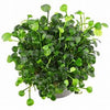 MARSILEA HIRSUTA IN VITRO