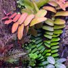 PLANTA TREPADORA MARCGRAVIA SINTENISII