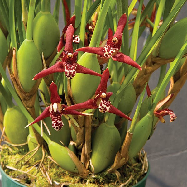 ORQUÍDEA MAXILLARIA TENUIFOLIA