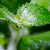 NAUTILOCALYX ADENOSIPHON
