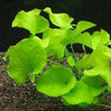 NYMPHOIDES SP.