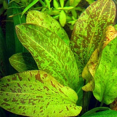 ECHINODORUS OZELOT GREEN