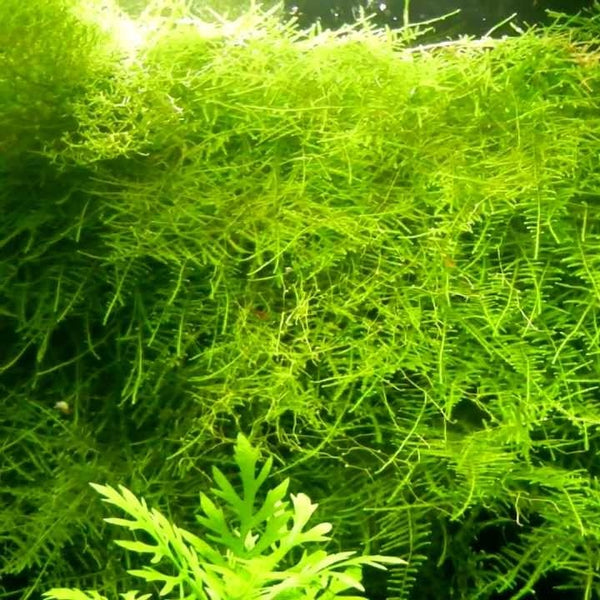 TAIWAN MOSS