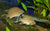 Neolamprologus Marunguensis