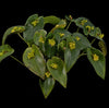 ORQUÍDEA PLEUROTHALLIS BUTHROS