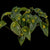 ORQUÍDEA PLEUROTHALLIS BUTHROS