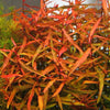 POLYGONIUM RED