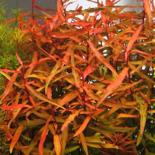 POLYGONIUM RED