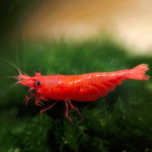 NEOCARIDINA HETEROPODA VAR. RED SAKURA