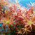 ROTALA ROTUNDIFOLIA H´RA