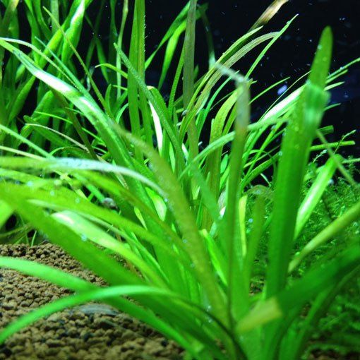 SAGYTARIA SUBULATA