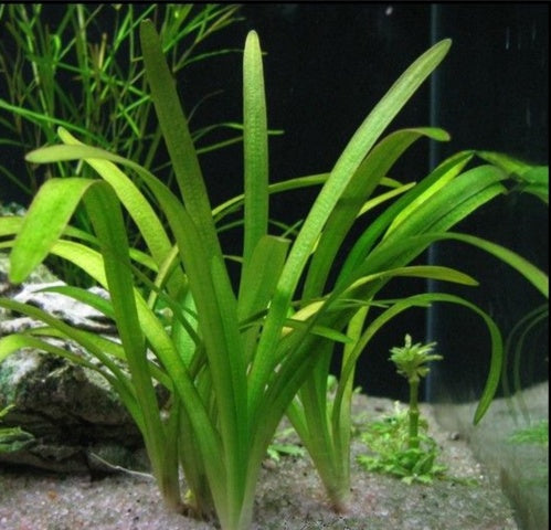 SAGYTARIA TERRES