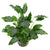 SCHISMATOGLOTIS PRIETOI
