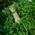 HELECHO SELAGINELLA KRAUSSIANA