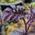 SOLANUM ULEANUM