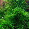 VESICULARIA BARBIERI