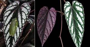 CISSUS DISCOLOR