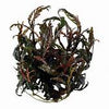 HYGROPHILA PINNATIFIDA IN VITRO