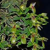 EPIDEMDRUM MANODES PORPAX VAR. IVAN PORTILLO