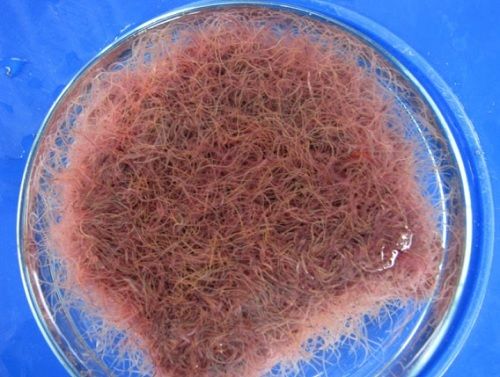 Tubifex de Cultivo