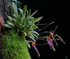 ORQUIDEA TRISETELLA ANDREETTAE
