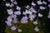 UTRICULARIA LIVIDA
