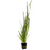 VALLISNERIA SPIRALIS
