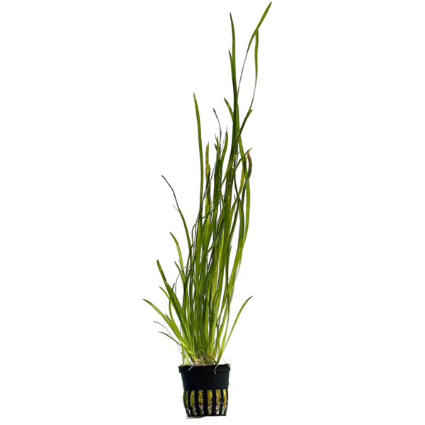 VALLISNERIA SPIRALIS