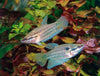 TRICHOPSIS VITTATA